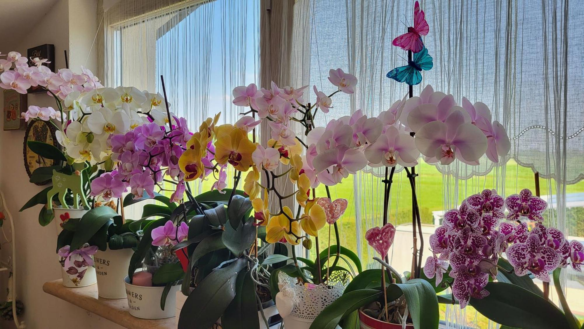 B&B A Casa Di Eleonora Villafranca di Verona Dış mekan fotoğraf